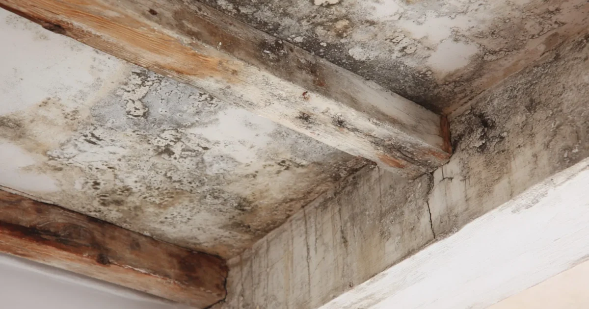 Damp and Mould