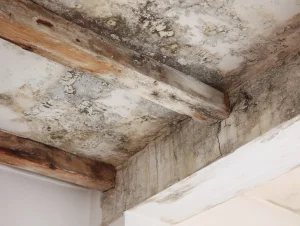 Damp and Mould